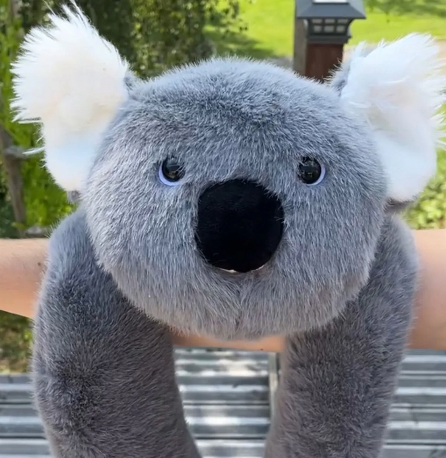 Koko el koala | Edición limitada premium